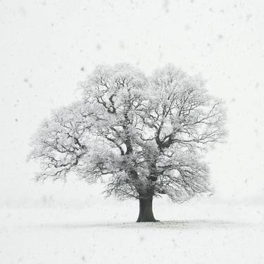 Snow Oak Silence - Limited Edition of 20 thumb