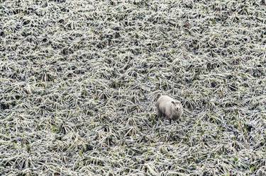 Print of Fine Art Nature Photography by Andrew Bret Wallis