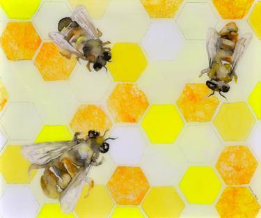 Honeycomb with Three Bees image