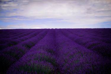 Field of Lavender thumb