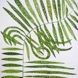 Collection Botanical Art Prints