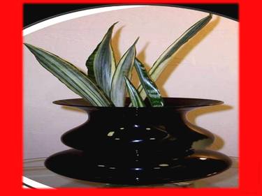 Black Tower Sansevieria Red thumb