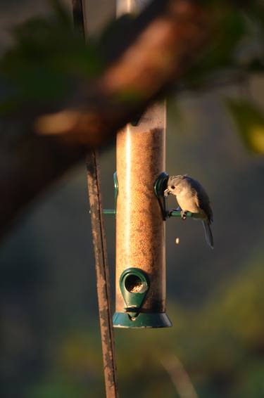 bird on a feeder - Limited Edition 20 of 20 thumb