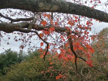 Fall Tree at Brookdale College thumb