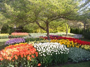 Tulips Under Tree in Garden - Limited Edition of 25 thumb