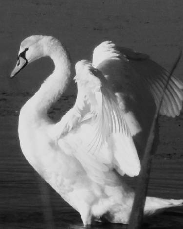 Swan at Cape May - Limited Edition of 25 thumb