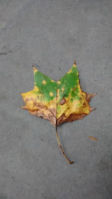 Single Leaf  Sign of Fall - Limited Edition of 25 thumb