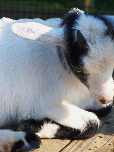 Amish Goat Lancaster PA thumb