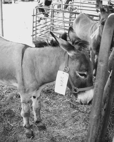 Donkey at Amish Auction thumb