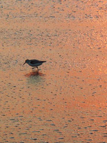 Sandpiper at Sunset - Limited Edition of 25 thumb