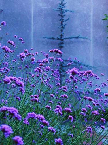 Lavender at Longwood Gardens - Limited Edition of 25 thumb