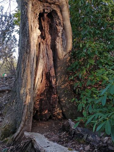 Old Tree at Monmouth - Limited Edition of 10 thumb