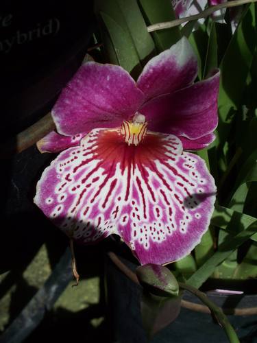 Red White Orchard thumb