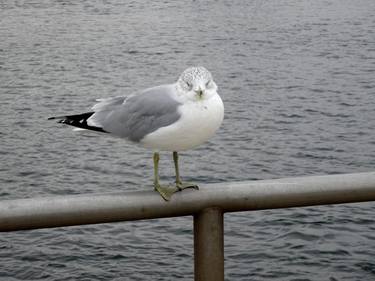 Seagull at the Inlet - Limited Edition of 10 thumb