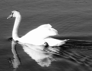 Swan a swimming thumb