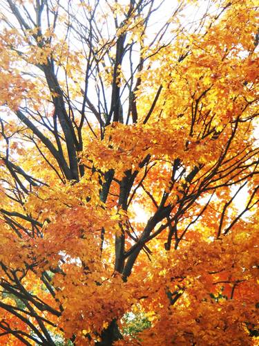 Branches, Leaves and Fall thumb