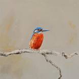 Kingfisher by Matthieu van Riel