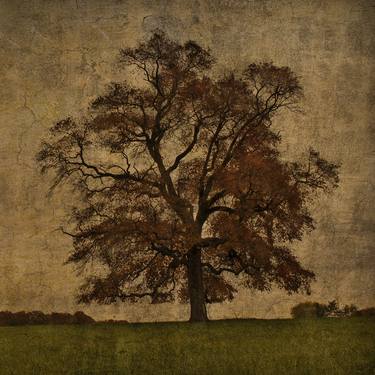 Print of Realism Tree Photography by Tom Kaser