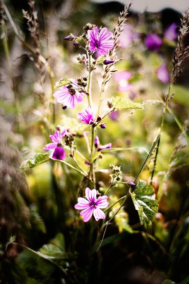 Original Floral Photography by Richard Selwyn