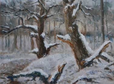 Wodans oaks in winter thumb