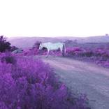 Caballo blanco by Fernanda Montoro