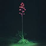 Agave Americana by Fernanda Montoro