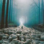 The shepherd by Felicia Simion