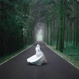Collection Into the Woods