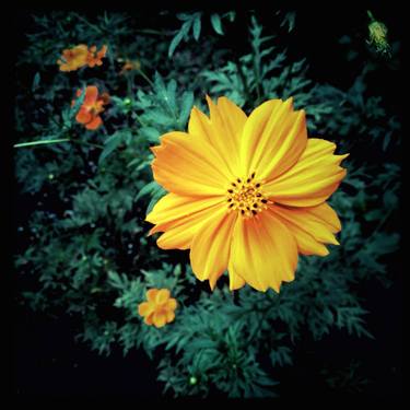 Original Documentary Floral Photography by Hiroko Tanaka