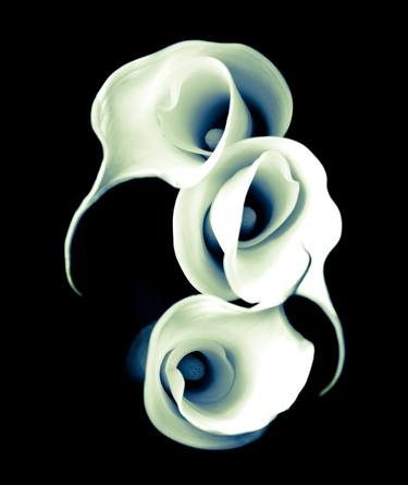 3 Calla Lilies. Limited Edition 58 of 100 thumb