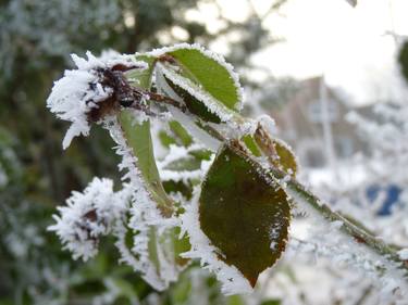 Rosehip white with frost thumb