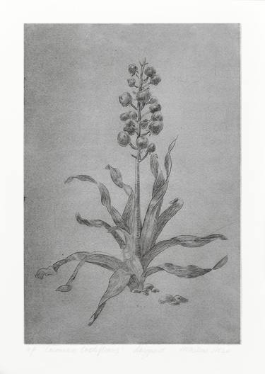 Print of Realism Botanic Printmaking by Marianna Maslova