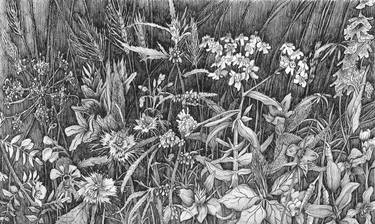 Original Fine Art Botanic Drawings by Marianna Maslova