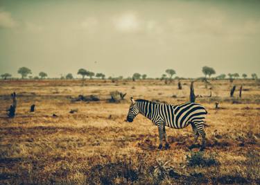Print of Animal Photography by Valeria Cardinale
