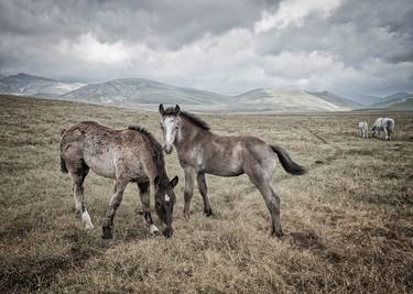 Print of Documentary Animal Photography by Valeria Cardinale