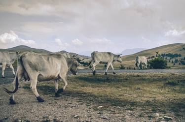 Print of Animal Photography by Valeria Cardinale