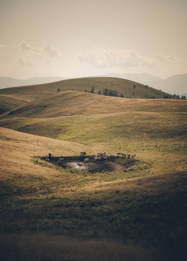 Print of Documentary Animal Photography by Valeria Cardinale