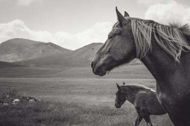 Print of Horse Photography by Valeria Cardinale