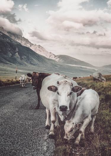 Original Cows Photography by Valeria Cardinale