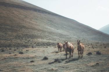 Original Horse Photography by Valeria Cardinale
