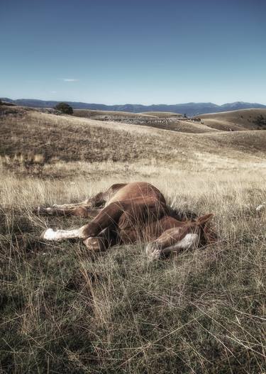 Original Documentary Horse Photography by Valeria Cardinale