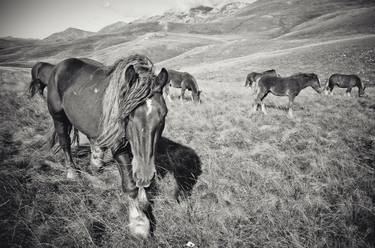 Print of Horse Photography by Valeria Cardinale