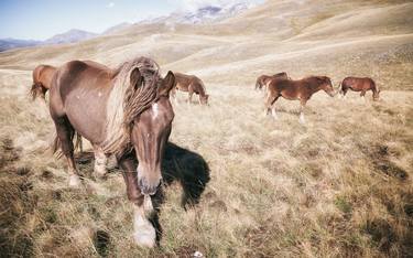 Print of Horse Photography by Valeria Cardinale