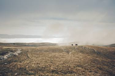 Print of Horse Photography by Valeria Cardinale