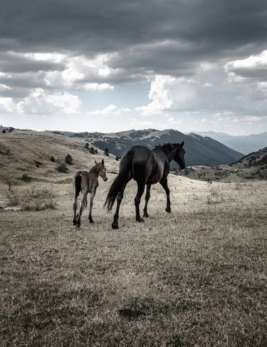 Original Documentary Horse Photography by Valeria Cardinale
