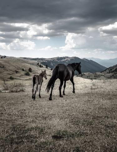 Print of Horse Photography by Valeria Cardinale