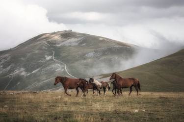 Print of Horse Photography by Valeria Cardinale