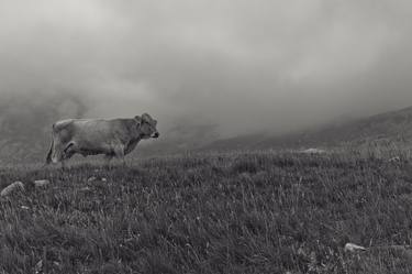 Original Documentary Cows Photography by Valeria Cardinale