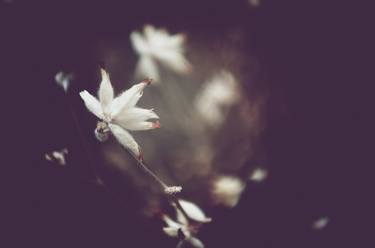 Print of Floral Photography by Valeria Cardinale