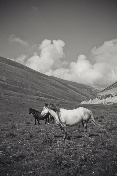 Print of Horse Photography by Valeria Cardinale